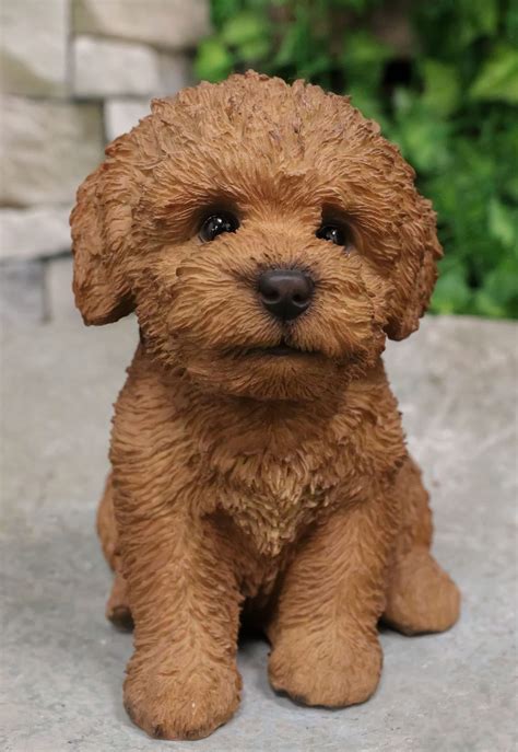 What Do Bichon Dogs Look Like