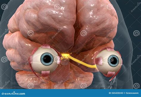 Mechanism Of Vision