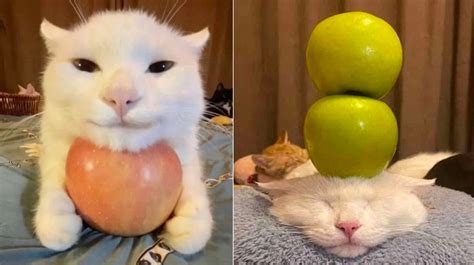 Cat With Apples | Know Your Meme