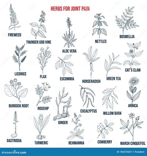 Best herbs for joint pain stock vector. Illustration of botany - 182375547