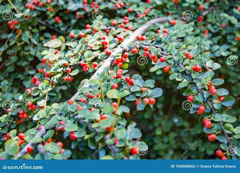 Shrub Red Berries Stock Photos - Download 9,330 Royalty Free Photos