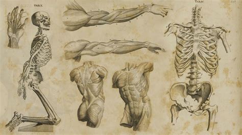 Human Physiology Wallpapers - Top Free Human Physiology Backgrounds - WallpaperAccess
