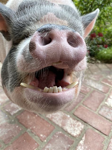 Mini Pig Teeth at Robyn Huff blog