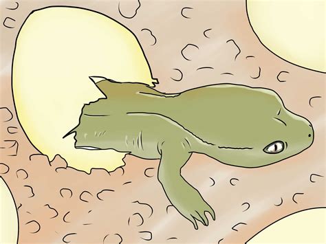 How to Breed Bearded Dragons (with Pictures) - wikiHow