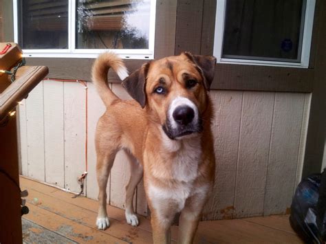 Biscuit, Saint Bernard + Husky mix. : r/rarepuppers