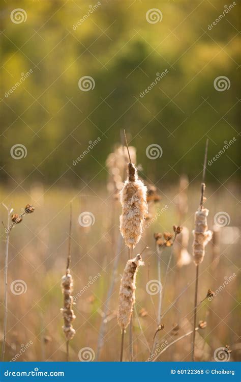 Glowing Flowers at Huntley Meadow Park Stock Photo - Image of light ...