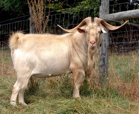 Meat Goat Breeds
