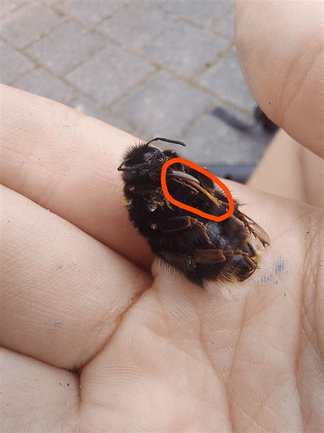 Hello fellow insect fans, I found a dead bumblebee yesterday. Is this ...