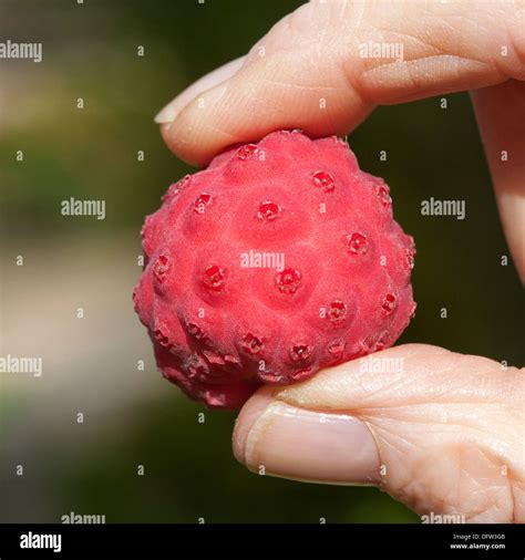 Harvesting ripe fruits of the Kousa Dogwood Tree Woman's hand sorting ...