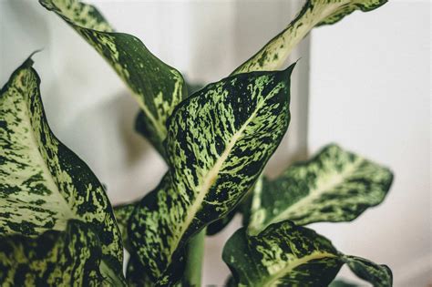 Dieffenbachia (Dumb Cane) Guide: Watering & Care Tips