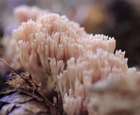 pink coral fungus! i’ve never seen it in this colour before (i’ve ...