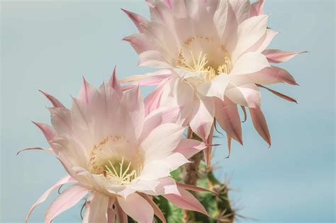 About Cactus Flower | Best Flower Site
