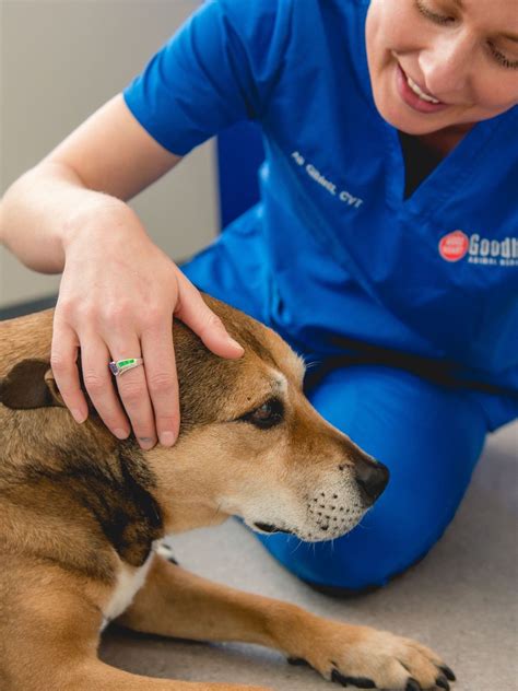 About Goodheart Animal Health Center - Cherry Creek - Vet In Denver, CO ...