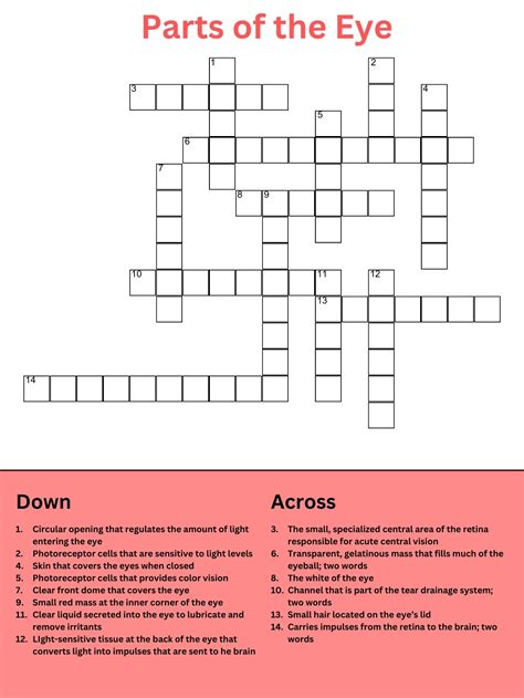 Eye Anatomy Crossword Puzzle - South Portland, Portland, ME