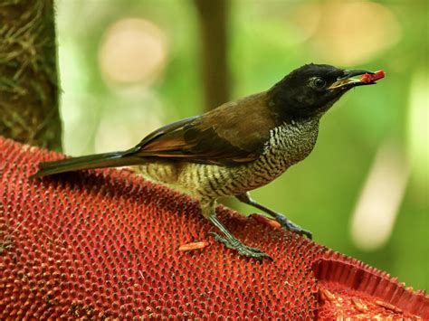 Ave del paraíso soberbia de Vogelkop - eBird