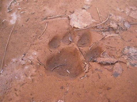 Mountain Lion Tracks In Mud Track of a mountain lion in | Fire crafts ...