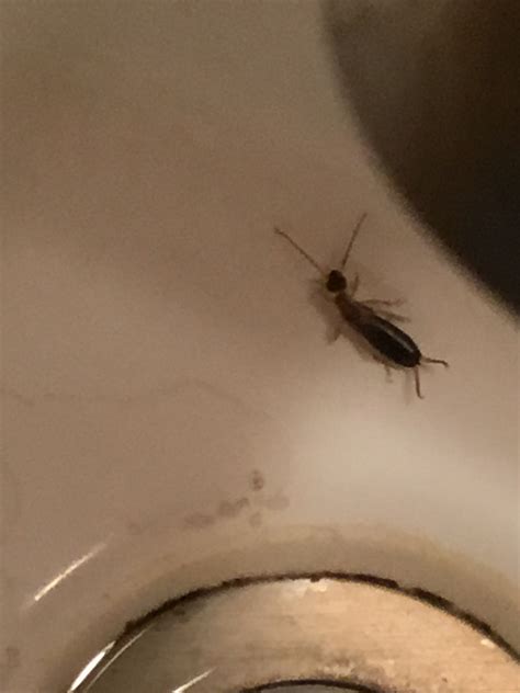 Earwig - PEST CONTROL CANADA