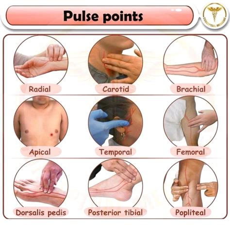 Pulse points are anatomical locations where superficial blood vessels ...