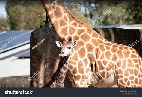 356 Giraffe Short Neck Images, Stock Photos & Vectors | Shutterstock