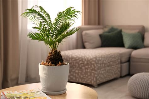 How to grow and maintain a sago palm in your home or garden | HappySprout