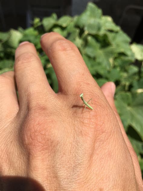 Babby Do Praying Mantis Bite