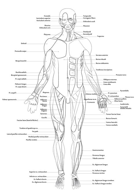 Muscular System Drawing at GetDrawings | Free download