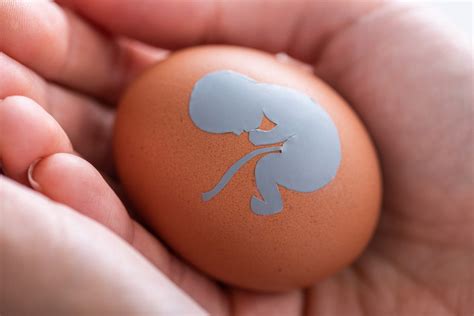 How To Prepare For Your IVF Treatment Egg Retrieval