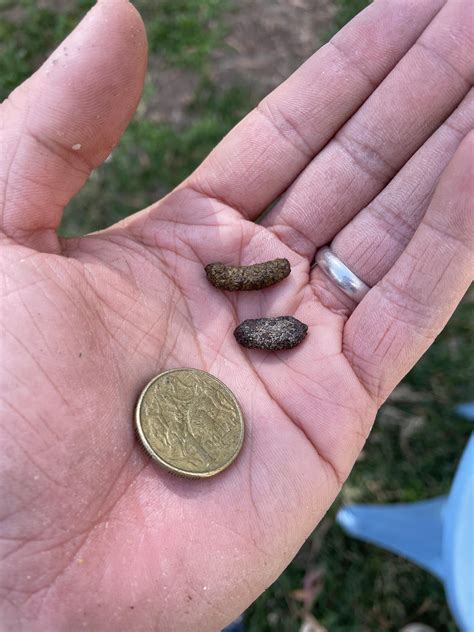 Opossum Poop Look Like