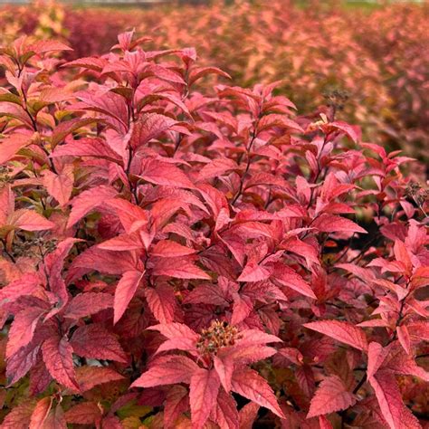 Goldflame Spirea - Spiraea japonica 'Goldflame' - Walmart.com