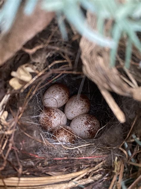 Wren Egg Picture Of The Week: Dwarf Or Runt House Wren Egg