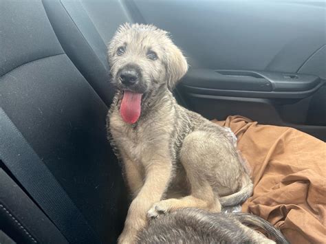 Male Irish Wolfhound Puppy - Irish Wolfhound Puppies