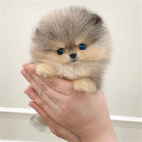 Pomeranian Puppies