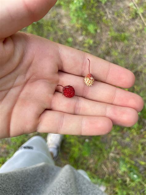 What are these? Are they safe to eat? : r/foraging - are they safe to eat