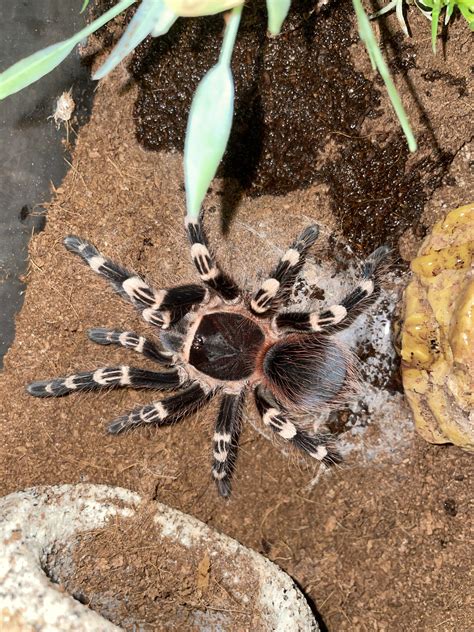 This is my one year old girl lily. A brazillian white knee who is ...