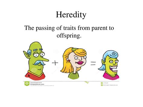 PPT - Heredity PowerPoint Presentation, free download - ID:373864