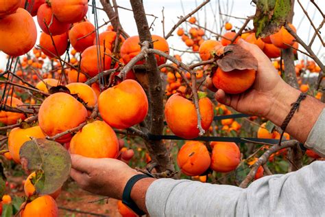 Growing persimmons from fruit | When to prune persimmon trees, When to ...