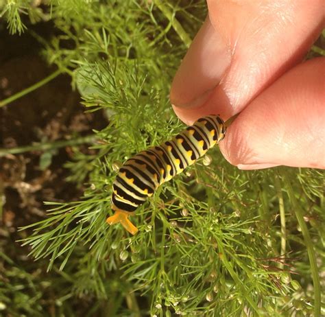 Caterpillar Quiz: How to Tell the Difference between Monarchs and ...