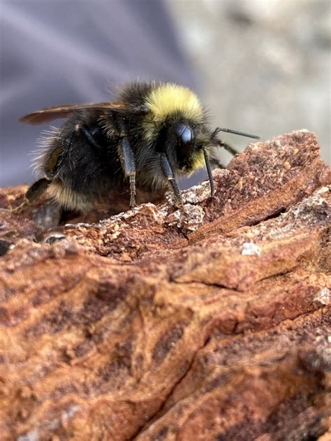 western_bumble_bee | FWS.gov