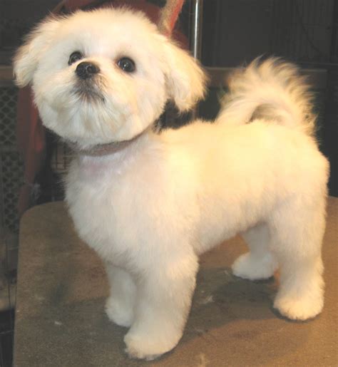How Do You Cut A Maltese Dog S Hair at Irene Rayburn blog