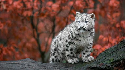 Adorable Snow Leopard Cub: A Stunning HD Wallpaper