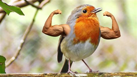 Meme 123 – Birds with Arms – Bird of the Week