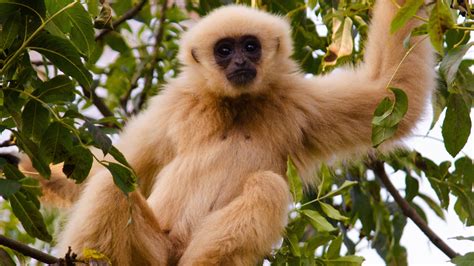 Helping the World's Rarest Ape: How Your Monkey Adoptions Support ...