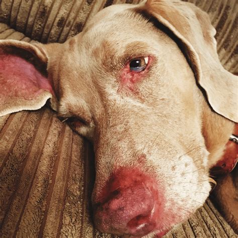 What is a Sebaceous Adenoma and What Causes Adenomas in Dogs? - Bully ...