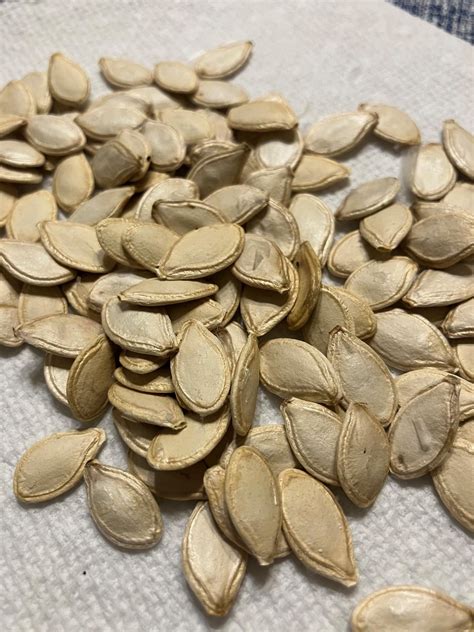 Spaghetti Squash Seed, Spaghetti Squash, Pasta Alternative, Vegetable ...