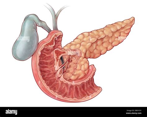Major Duodenal Papilla