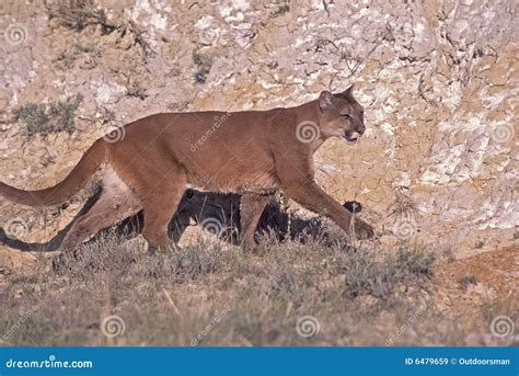 Cougar, North American Mountain Lion, Puma Concolor Stock Image ...