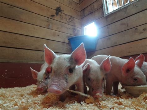 10 Reasons Christians Shouldn't Eat Pigs - PETA LAMBS