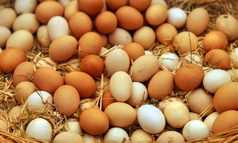 Poultry Egg Types | Wikifarmer