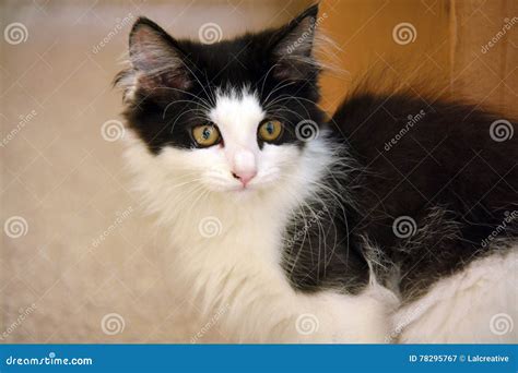 Closeup of Black and White Domestic Long Hair Kitten Stock Image ...
