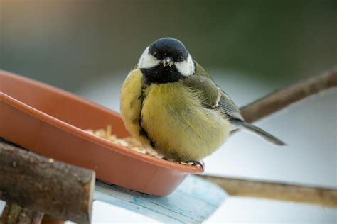 Tiny+Bikini+Gifs Photos, Download The BEST Free Tiny+Bikini+Gifs Stock ...